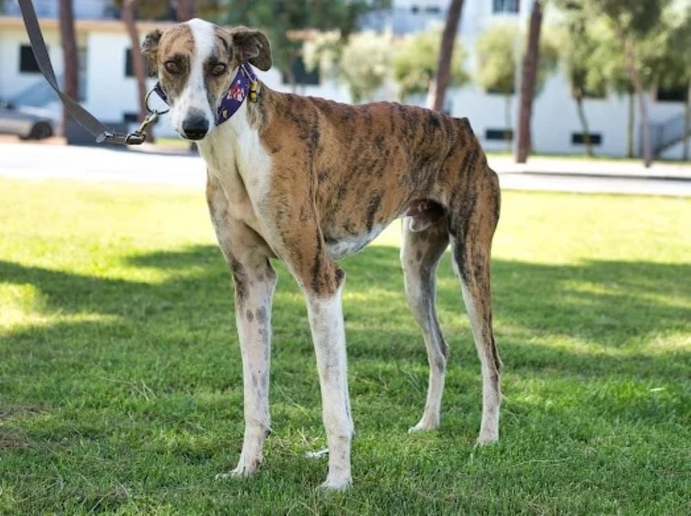 Glück, male Mixed Breed for adoption at Tierschutzverein ARCA e.V., Gernsbach