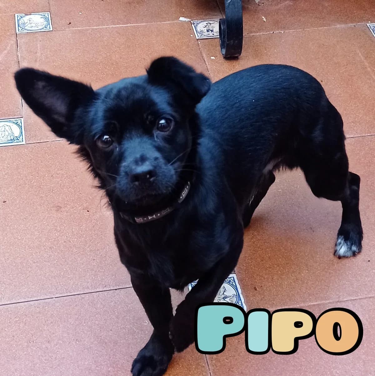 Pipo, male Mixed Breed for adoption at Tierschutzverein ARCA e.V., Gernsbach