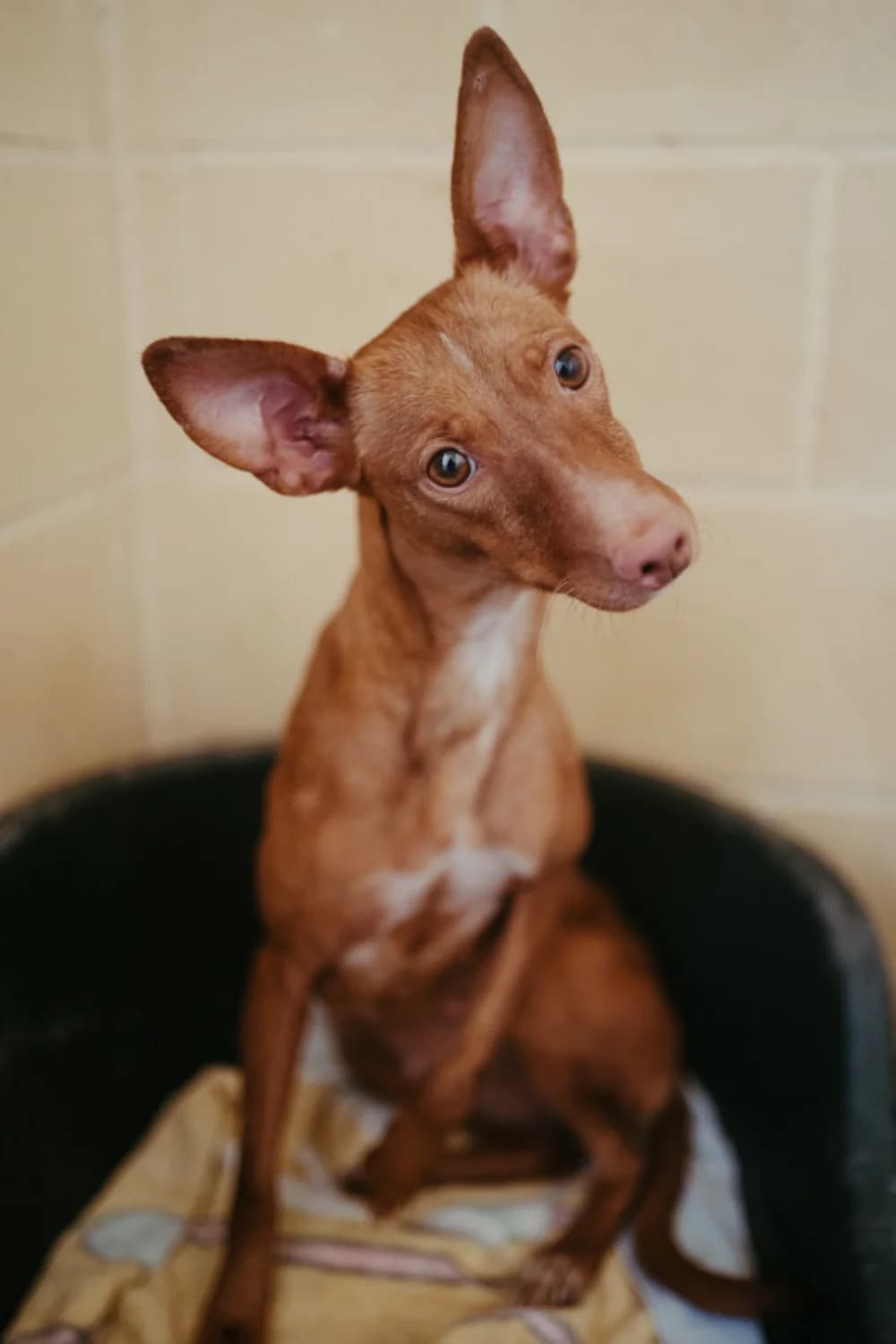 Vicky, Mixed Breed for adoption at Tierschutzverein ARCA e.V., Gernsbach