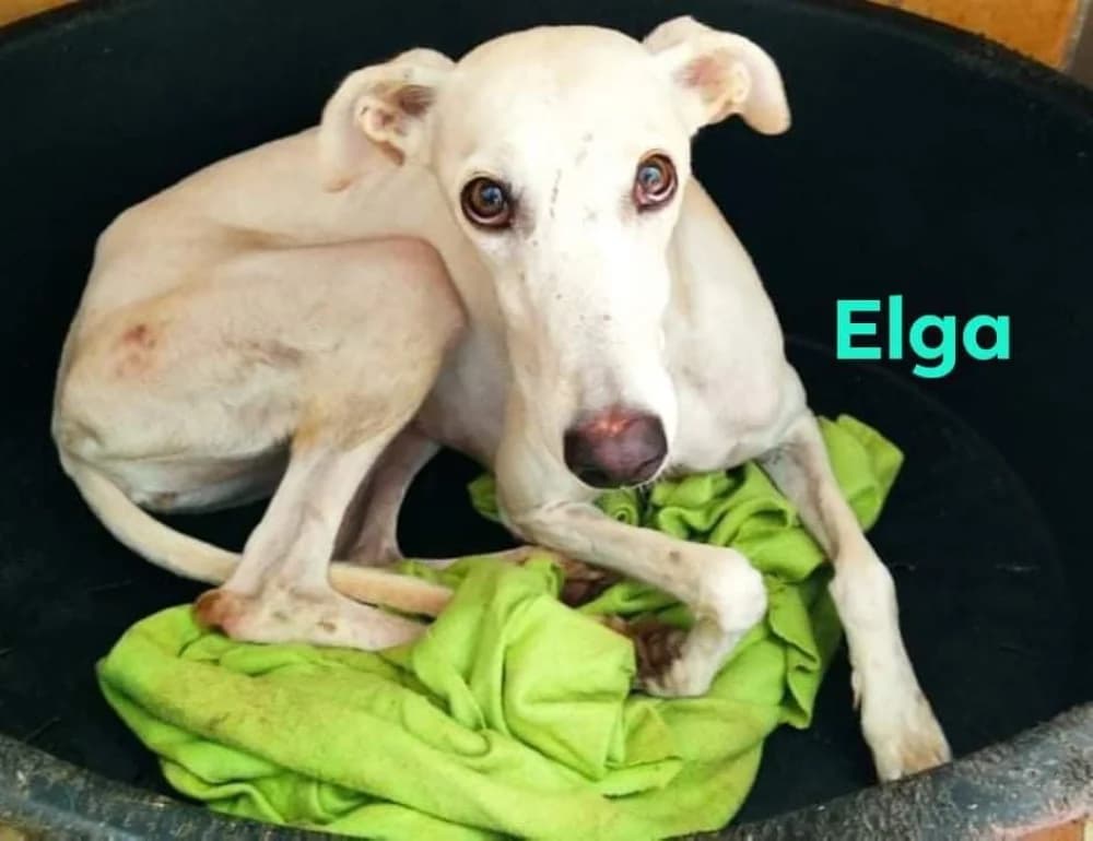Elga, female Mixed Breed for adoption at Tierschutzverein ARCA e.V., Gernsbach