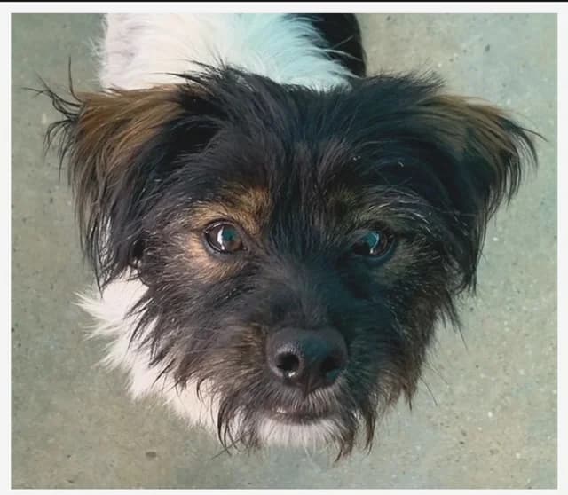 Pancho, puppy Mixed Breed for adoption at Tierschutzverein ARCA e.V., Gernsbach