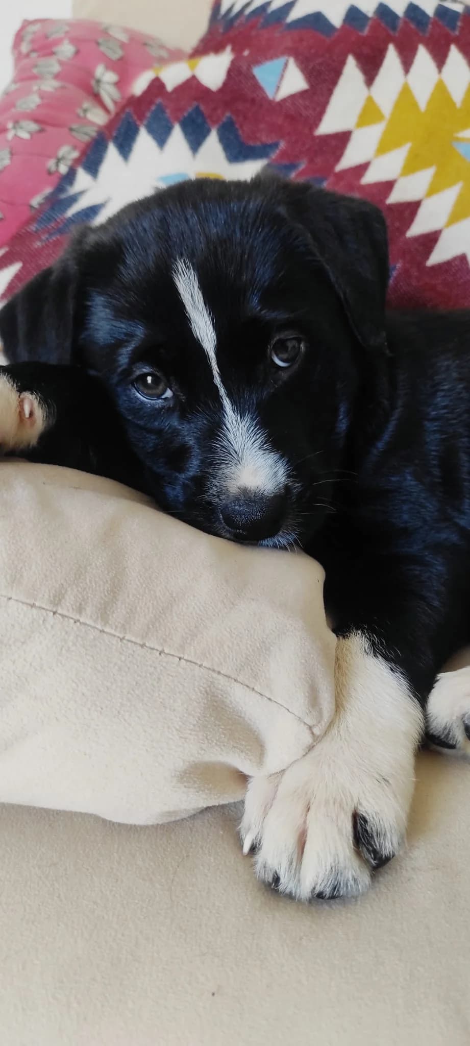 Ida, male Mixed Breed for adoption at Tierschutzverein ARCA e.V., Gernsbach