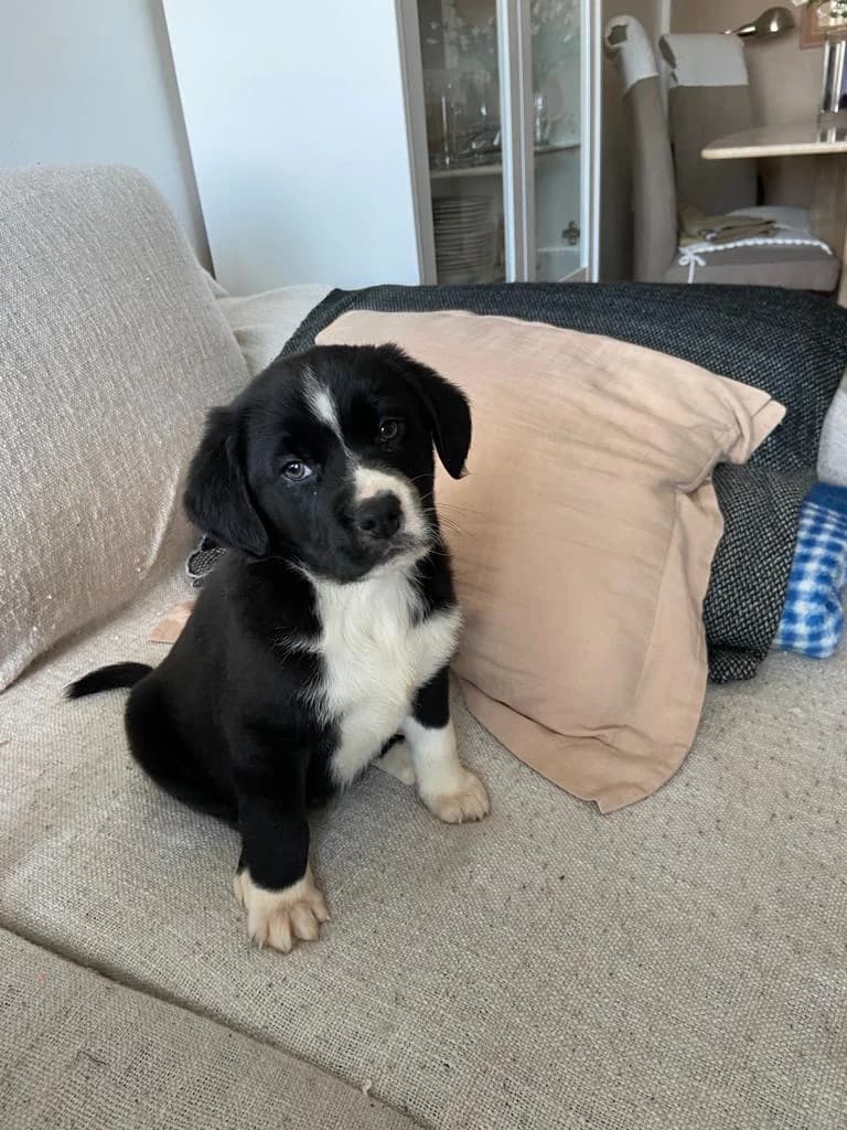 Igor, male Mixed Breed for adoption at Tierschutzverein ARCA e.V., Gernsbach