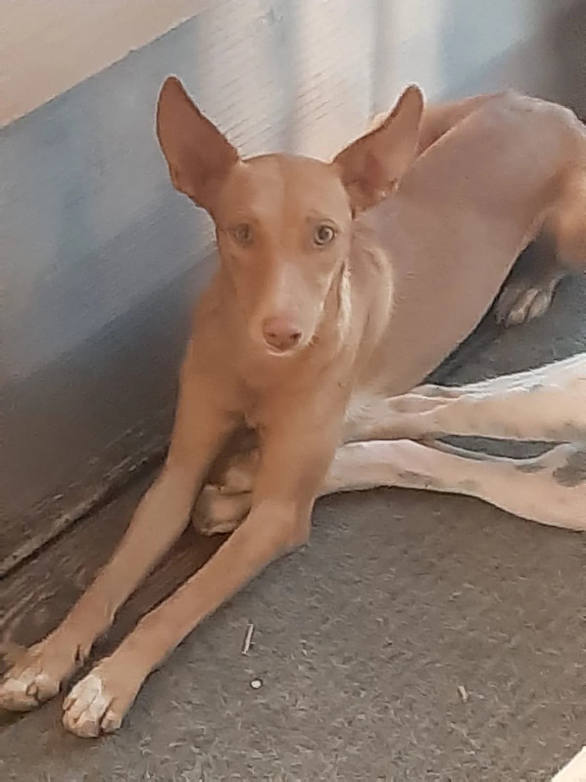 Laila, female puppy Mixed Breed for adoption at Tierschutzverein ARCA e.V., Gernsbach