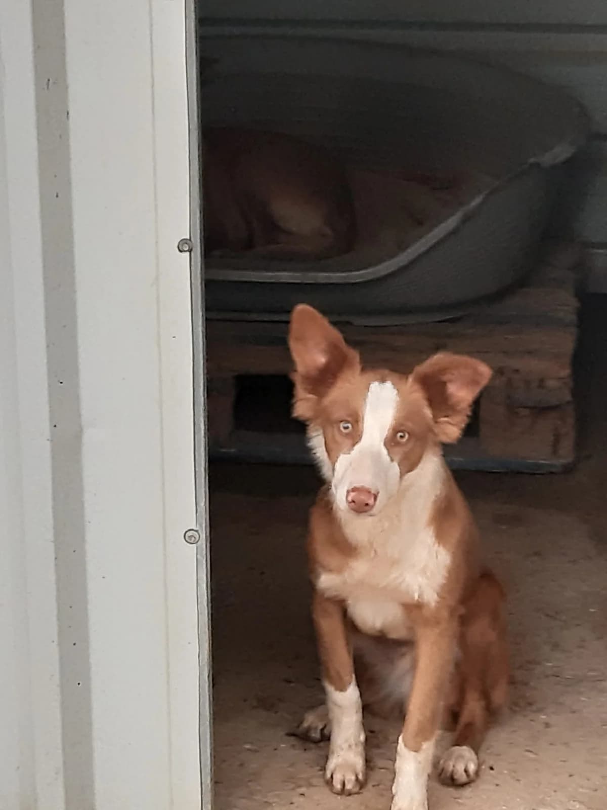 Dobby, puppy Mixed Breed for adoption at Tierschutzverein ARCA e.V., Gernsbach