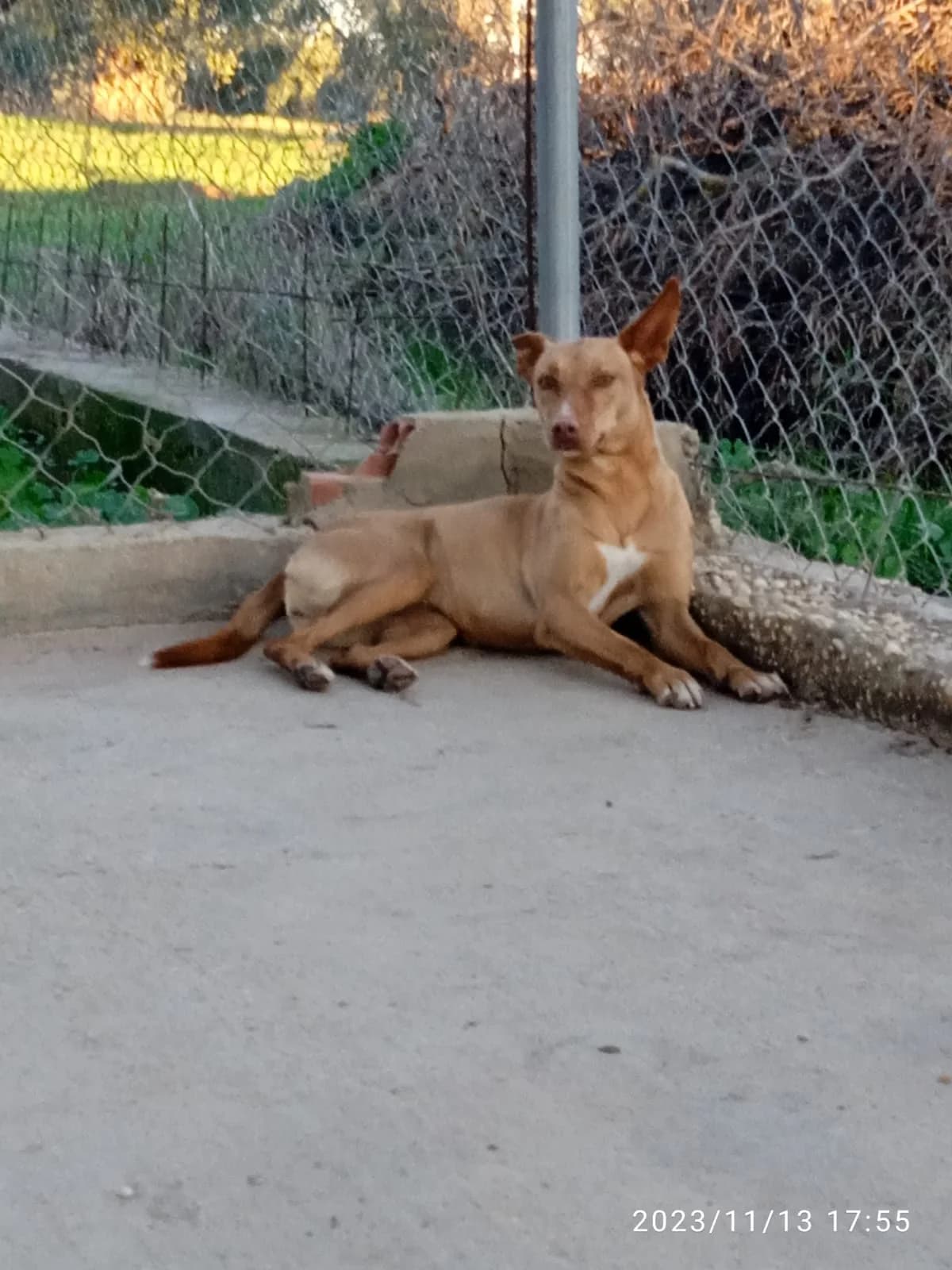 Nieves, female puppy Mixed Breed for adoption at Tierschutzverein ARCA e.V., Gernsbach