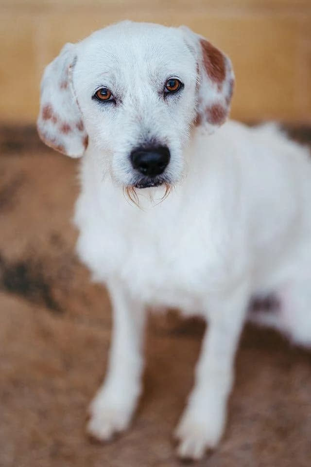 Kalle, male Mixed Breed for adoption at Tierschutzverein ARCA e.V., Gernsbach