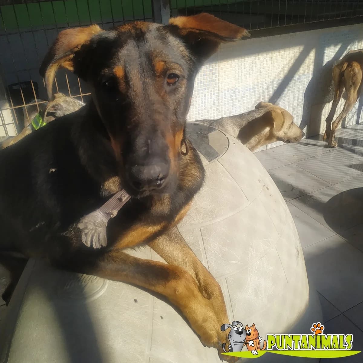 Roque, male Mixed Breed for adoption at Tierschutzverein ARCA e.V., Gernsbach