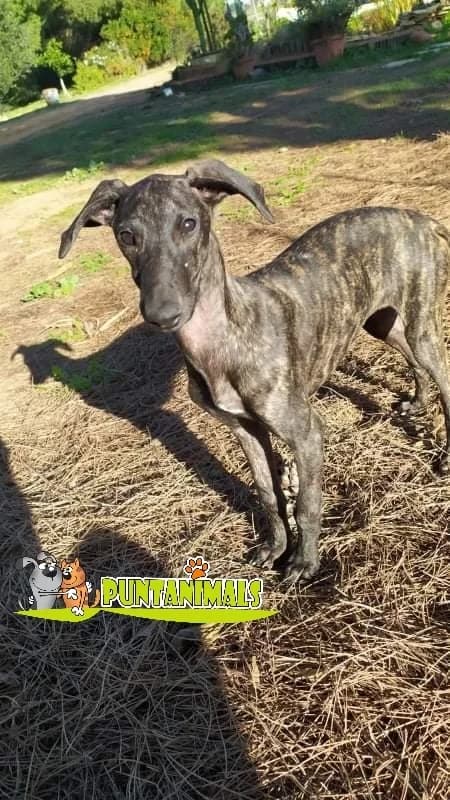 Lili, puppy Mixed Breed for adoption at Tierschutzverein ARCA e.V., Gernsbach