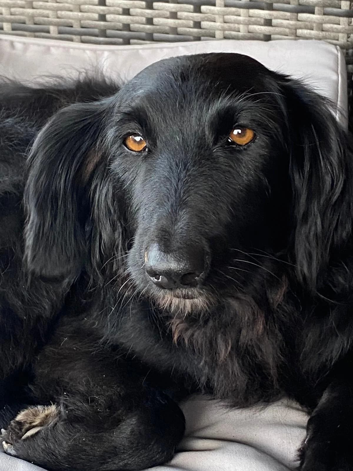 Rumba, female 6yo Mixed Breed for adoption at Tierschutzverein ARCA e.V., Gernsbach