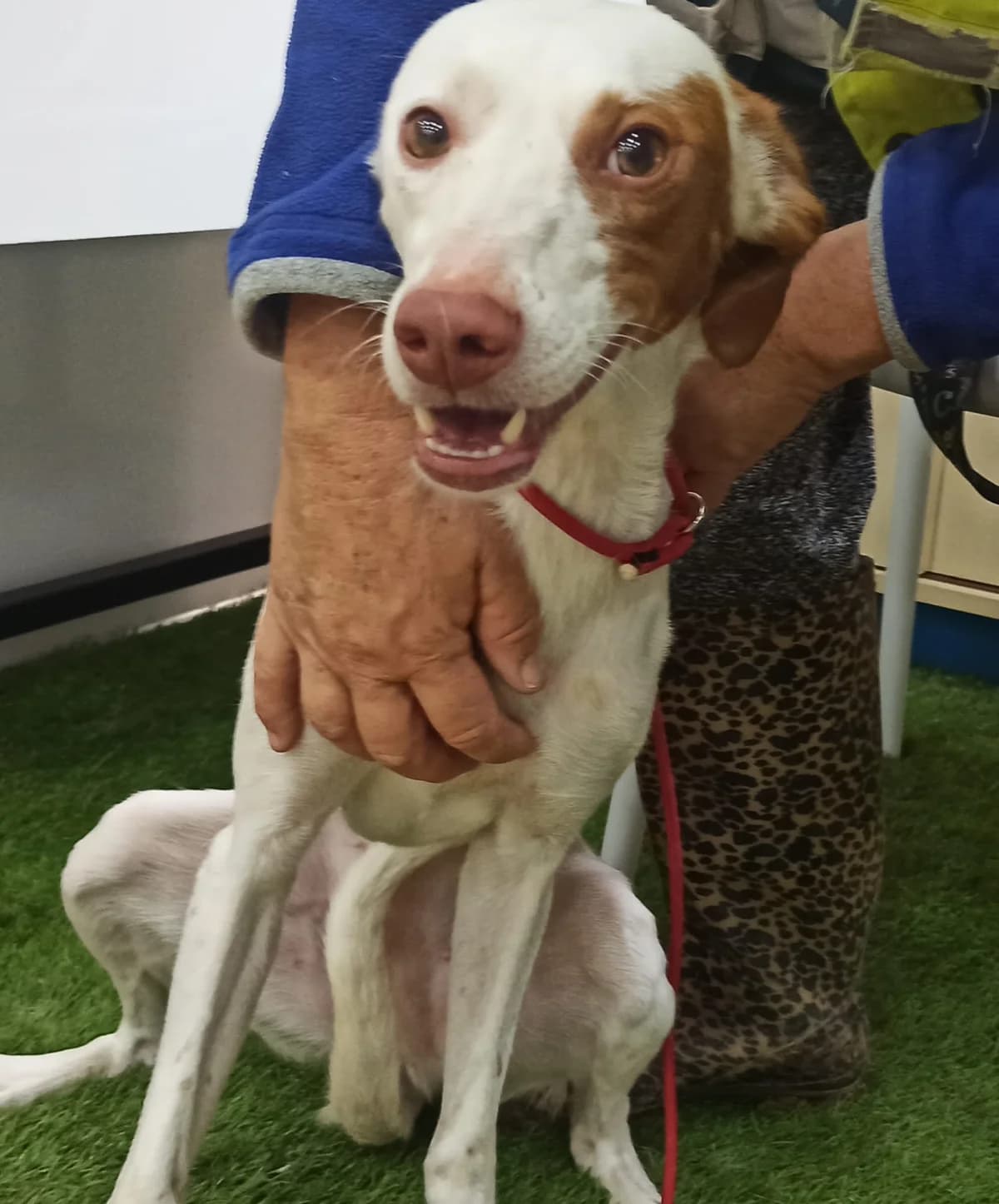 Paris, female 5yo Mixed Breed for adoption at Tierschutzverein ARCA e.V., Gernsbach