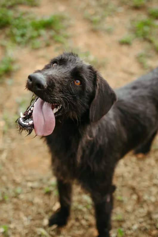 Asterix, Mixed Breed for adoption at Tierschutzverein ARCA e.V., Gernsbach