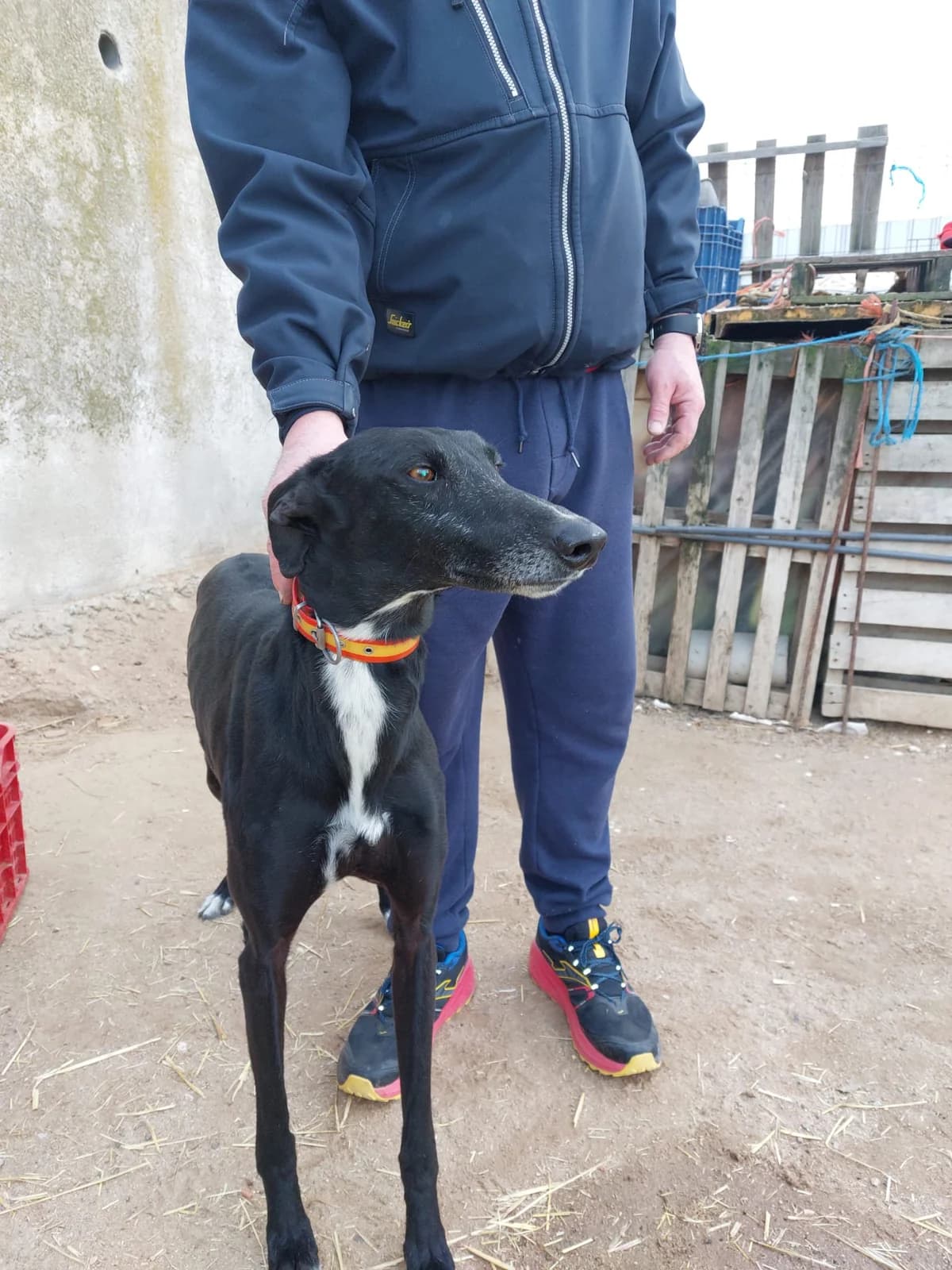 Jefe, schwarz male puppy Mixed Breed for adoption at Tierschutzverein ARCA e.V., Gernsbach