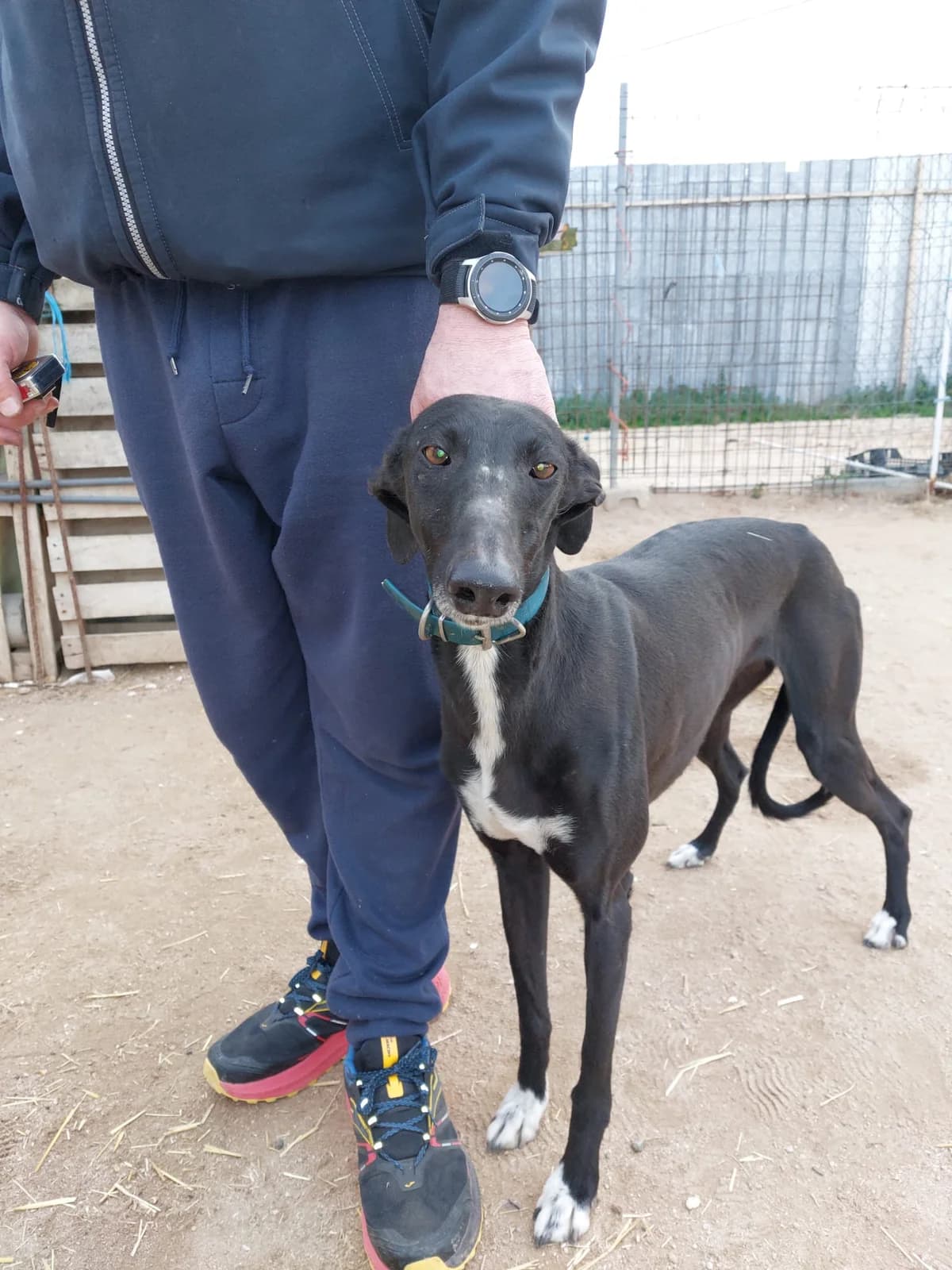 Culebra, schwarz male puppy Mixed Breed for adoption at Tierschutzverein ARCA e.V., Gernsbach