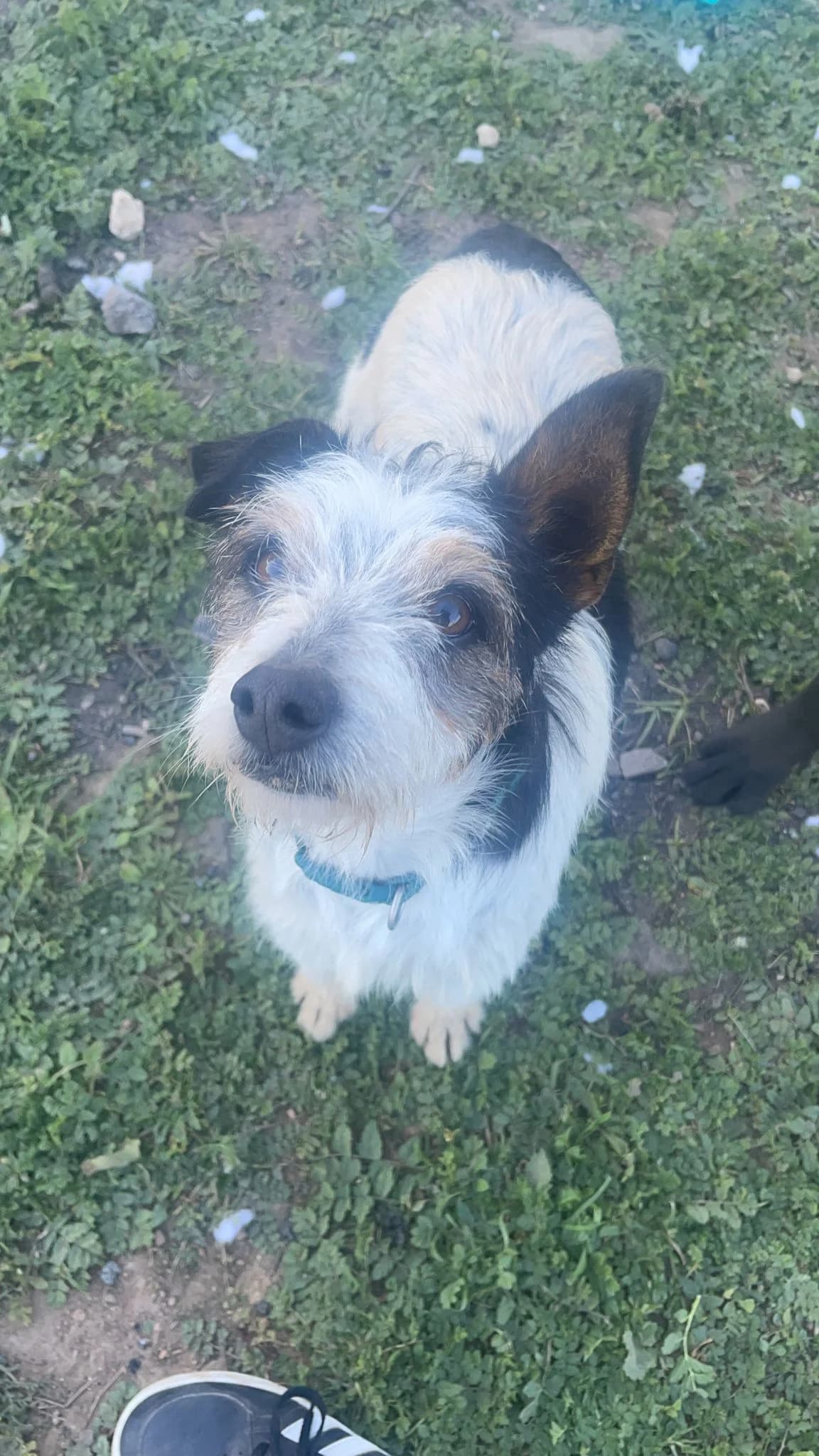Dora, 5yo Mixed Breed for adoption at Tierschutzverein ARCA e.V., Gernsbach