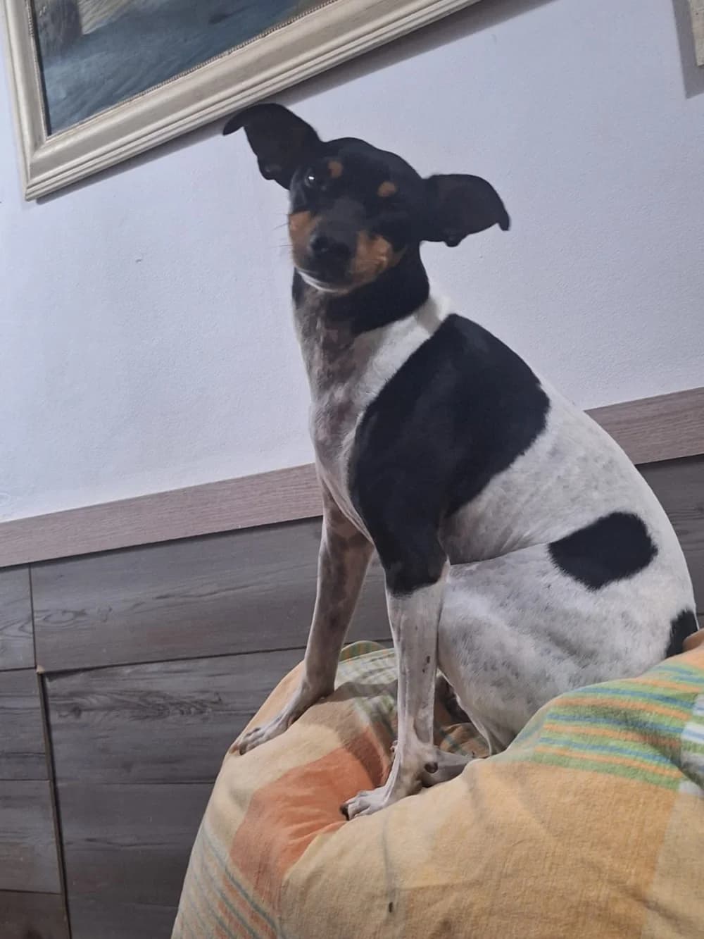 Harley –, puppy Mixed Breed for adoption at Tierschutzverein ARCA e.V., Gernsbach