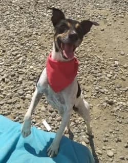 Andy, male senior Mixed Breed for adoption at Tierschutzverein ARCA e.V., Gernsbach