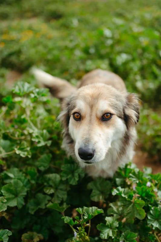 Annetta, female Mixed Breed for adoption at Tierschutzverein ARCA e.V., Gernsbach