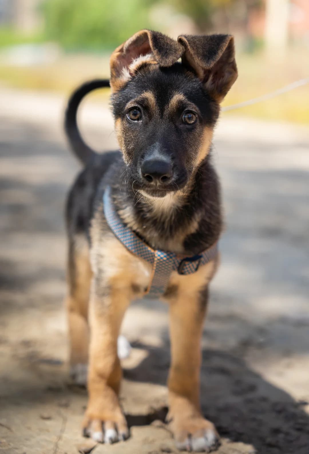 Taco, puppy Mixed Breed for adoption at Tierschutzverein ARCA e.V., Gernsbach