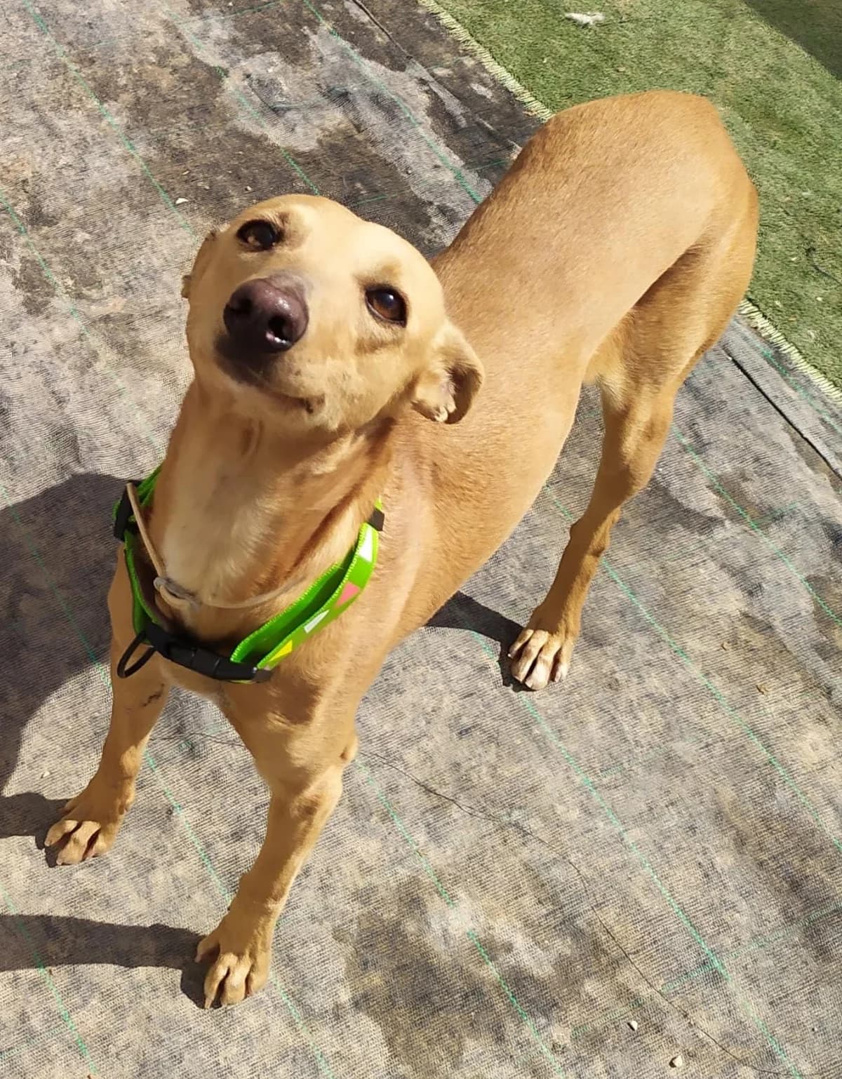 Canica, 5yo Mixed Breed for adoption at Tierschutzverein ARCA e.V., Gernsbach