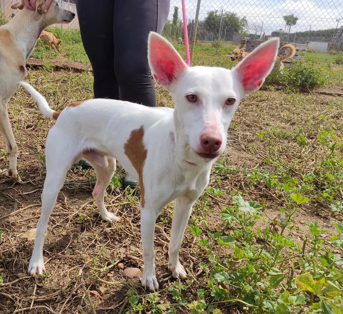 Taiko, male 4yo Mixed Breed for adoption at Tierschutzverein ARCA e.V., Gernsbach