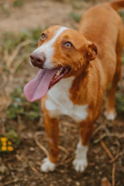 Coco, male puppy Mixed Breed for adoption at Tierschutzverein ARCA e.V., Gernsbach
