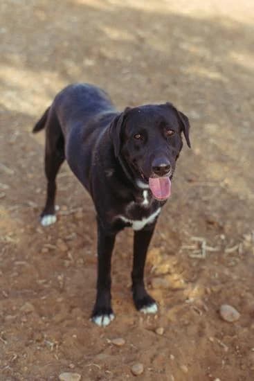 Bimba, female puppy Mixed Breed for adoption at Tierschutzverein ARCA e.V., Gernsbach