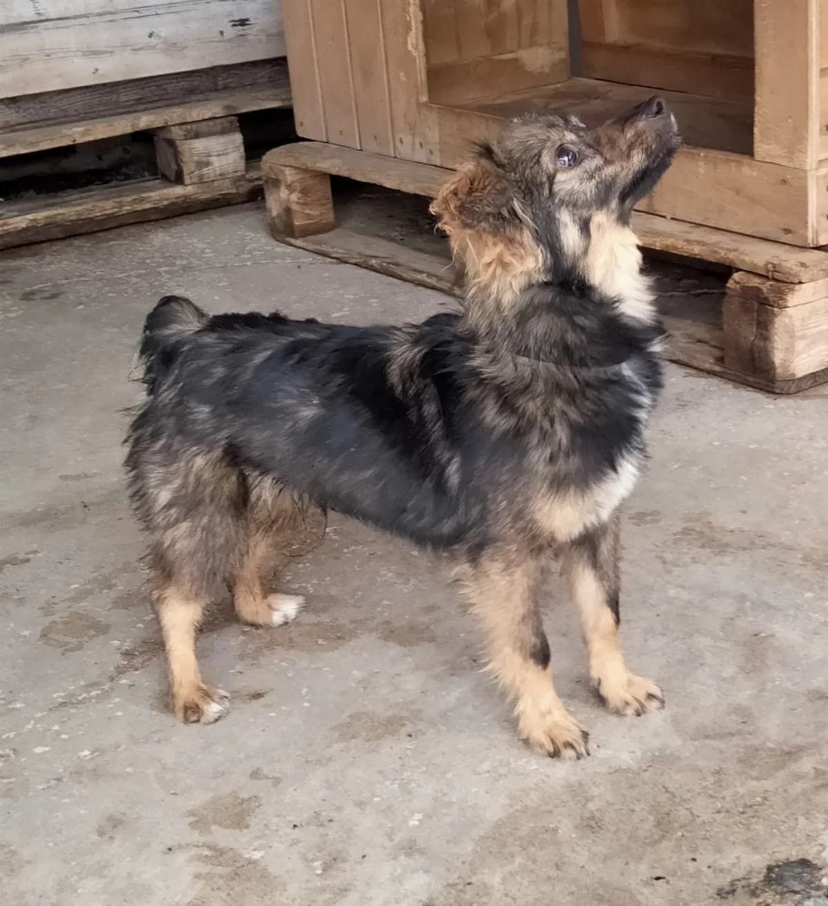 Doc, male Mixed Breed for adoption at Tierschutzverein ARCA e.V., Gernsbach