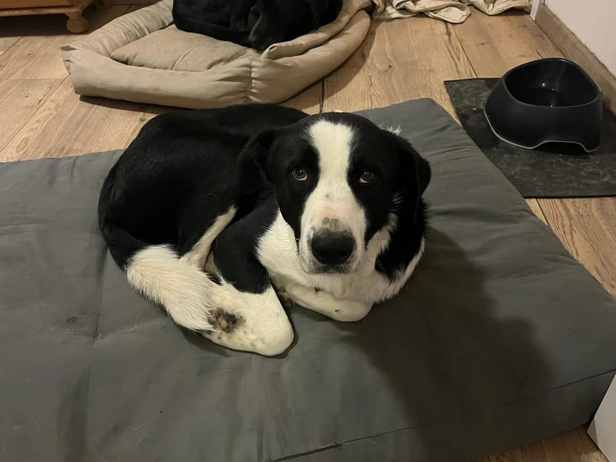 William, 3yo Mixed Breed for adoption at Tierschutzverein ARCA e.V., Gernsbach