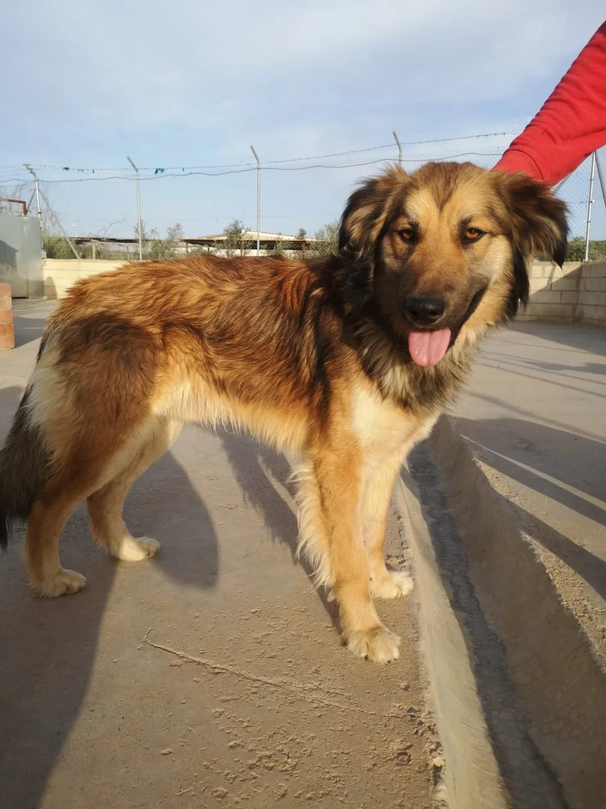 Jazz, male Mixed Breed for adoption at Tierschutzverein ARCA e.V., Gernsbach