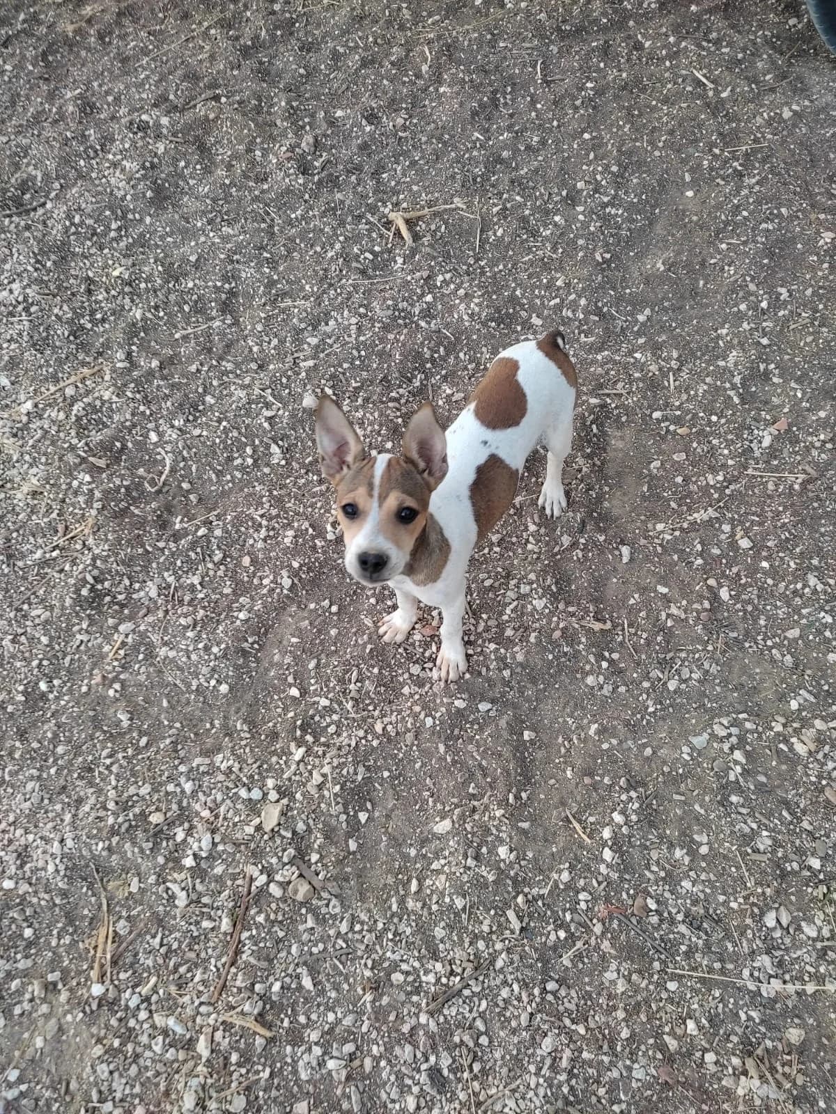 Neno, female Mixed Breed for adoption at Tierschutzverein ARCA e.V., Gernsbach