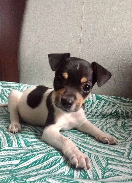Nena, female Mixed Breed for adoption at Tierschutzverein ARCA e.V., Gernsbach