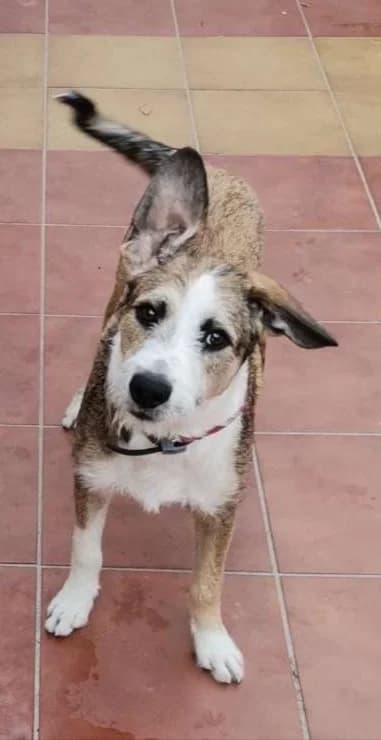 Brown, male Mixed Breed for adoption at Tierschutzverein ARCA e.V., Gernsbach