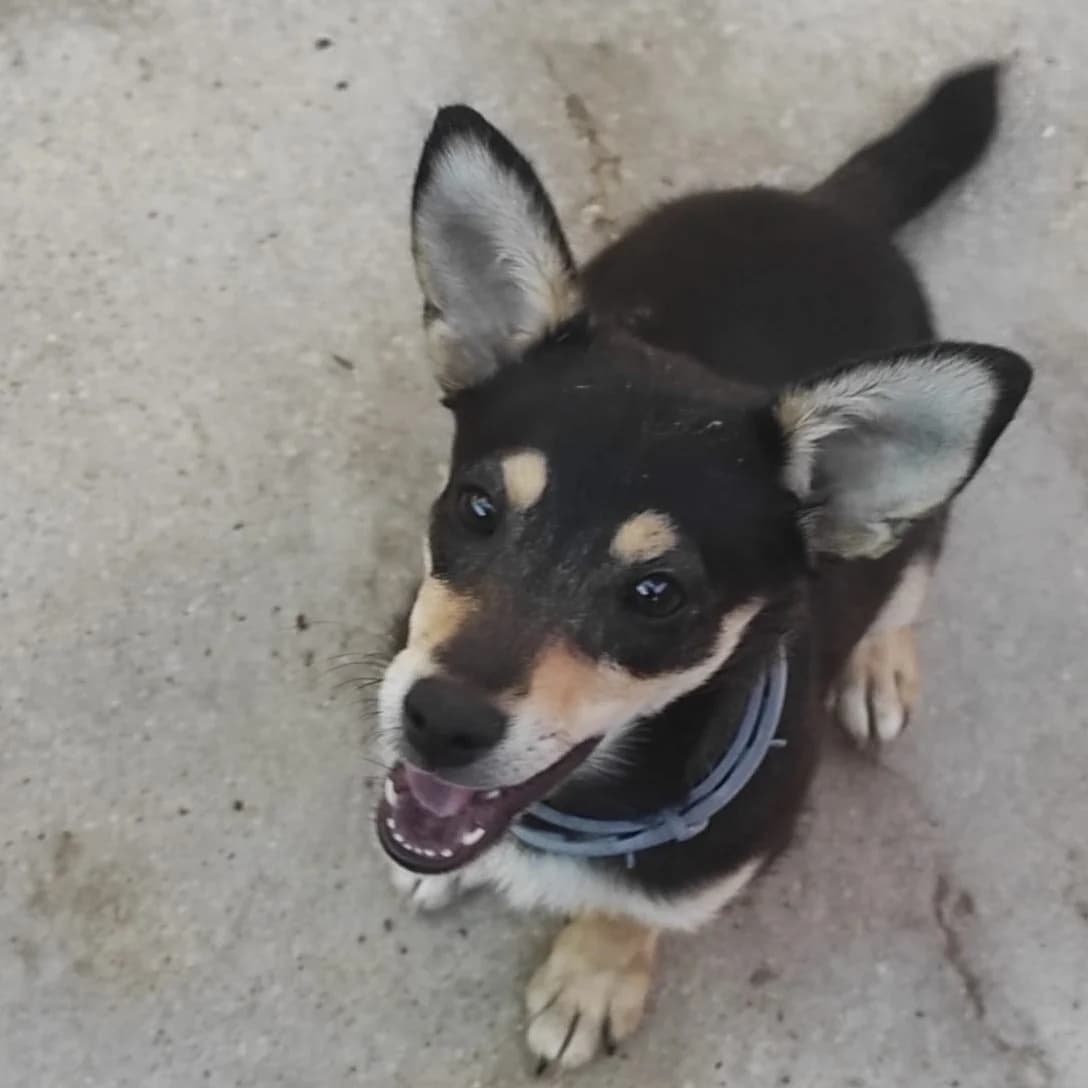 Rosita, female puppy Mixed Breed for adoption at Tierschutzverein ARCA e.V., Gernsbach