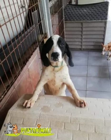 Dana, puppy Mixed Breed for adoption at Tierschutzverein ARCA e.V., Gernsbach