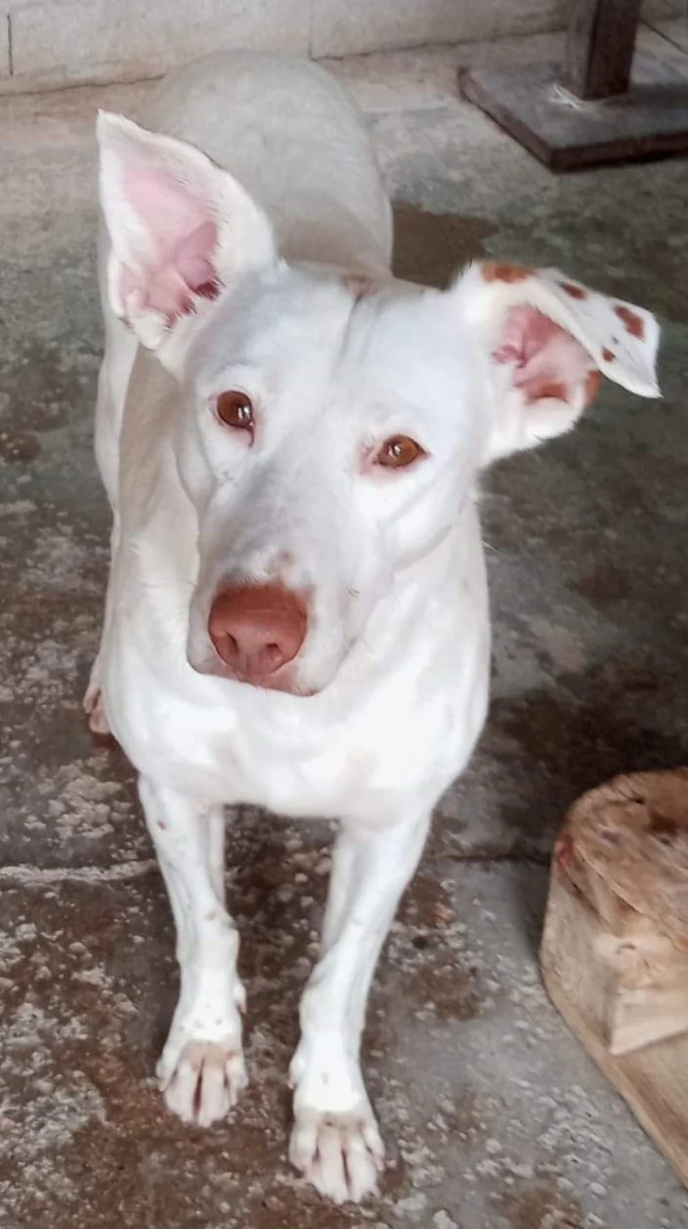 Briana –, weiß Mixed Breed for adoption at Tierschutzverein ARCA e.V., Gernsbach