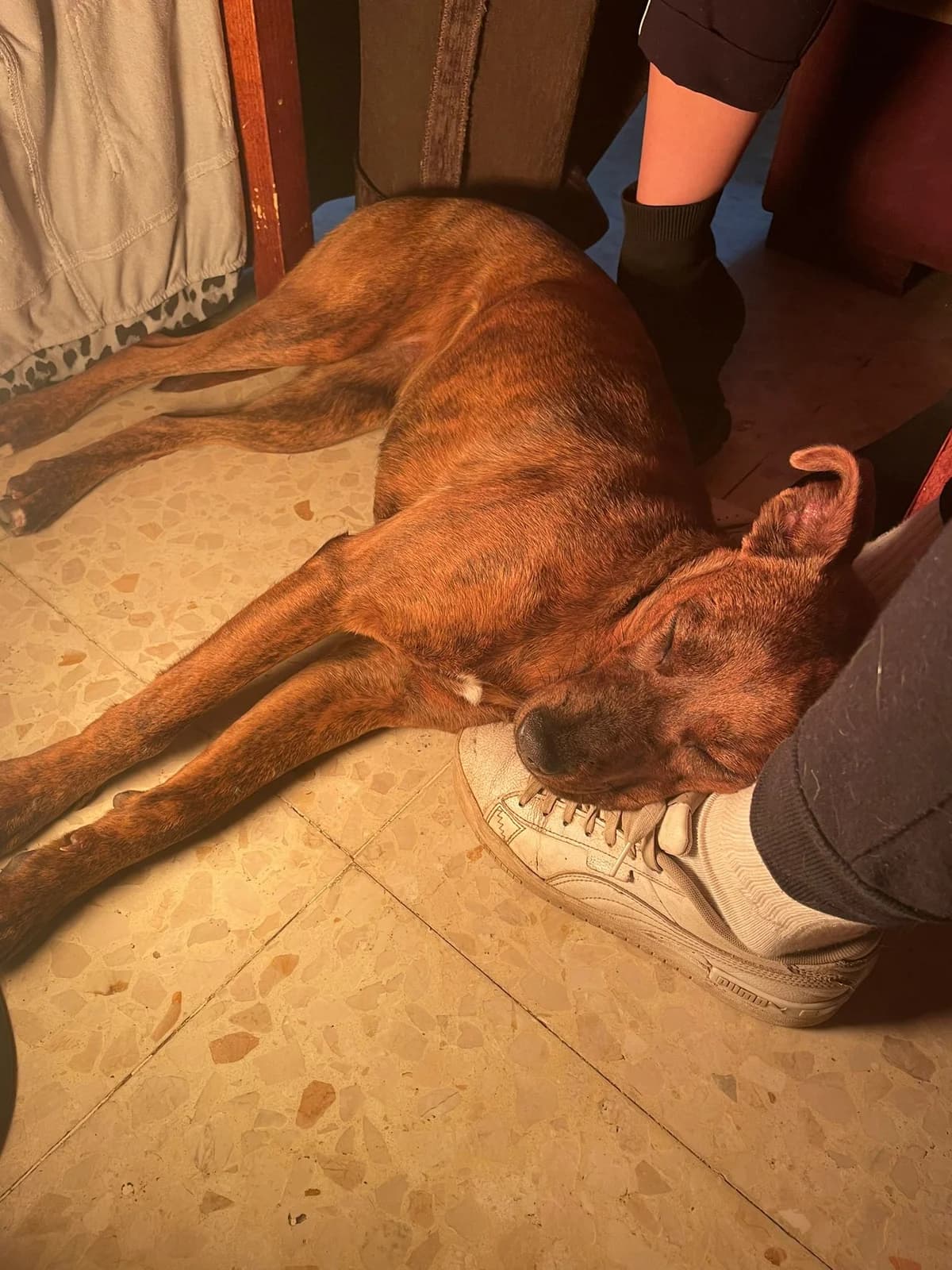 Ada, female senior Mixed Breed for adoption at Tierschutzverein ARCA e.V., Gernsbach