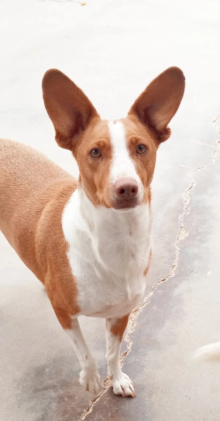 Jack, male Mixed Breed for adoption at Tierschutzverein ARCA e.V., Gernsbach