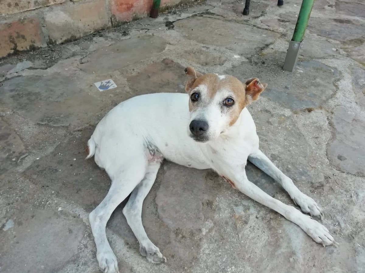 Nela, female Mixed Breed for adoption at Tierschutzverein ARCA e.V., Gernsbach