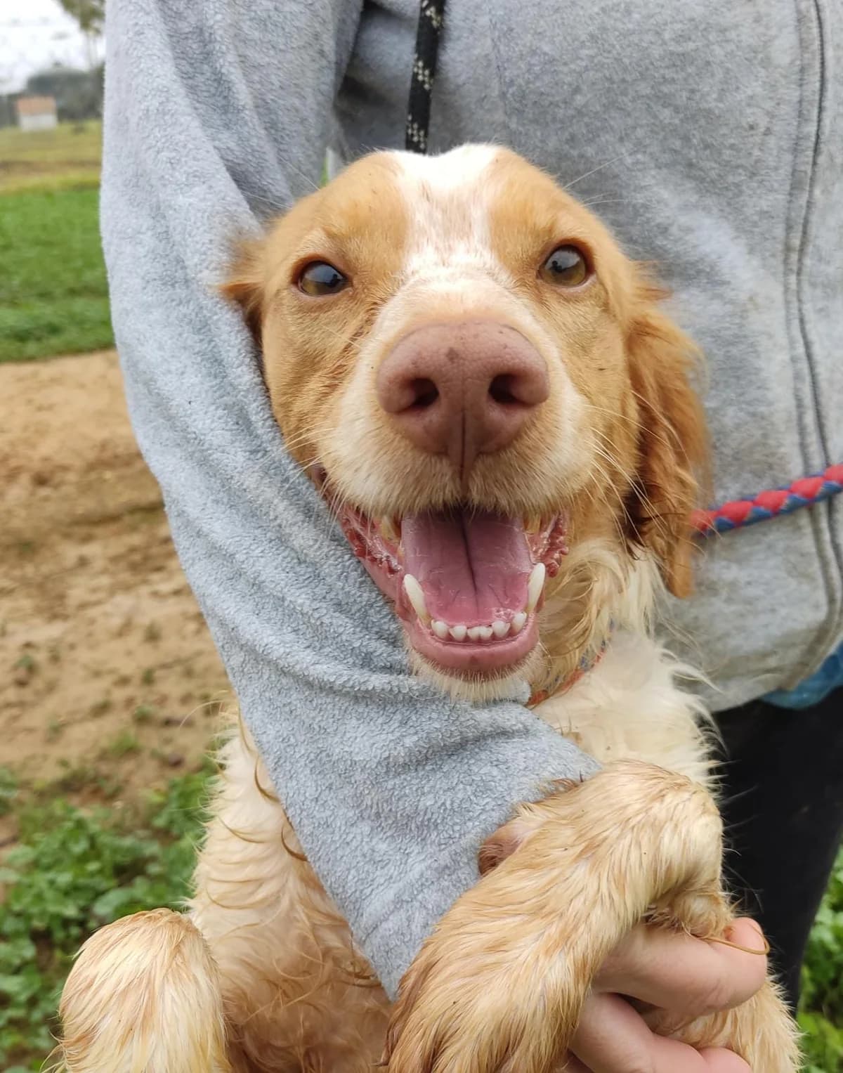 Domi, male Mixed Breed for adoption at Tierschutzverein ARCA e.V., Gernsbach