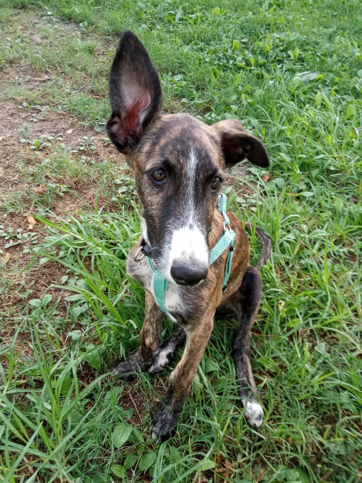 Beto, male Mixed Breed for adoption at Tierschutzverein ARCA e.V., Gernsbach