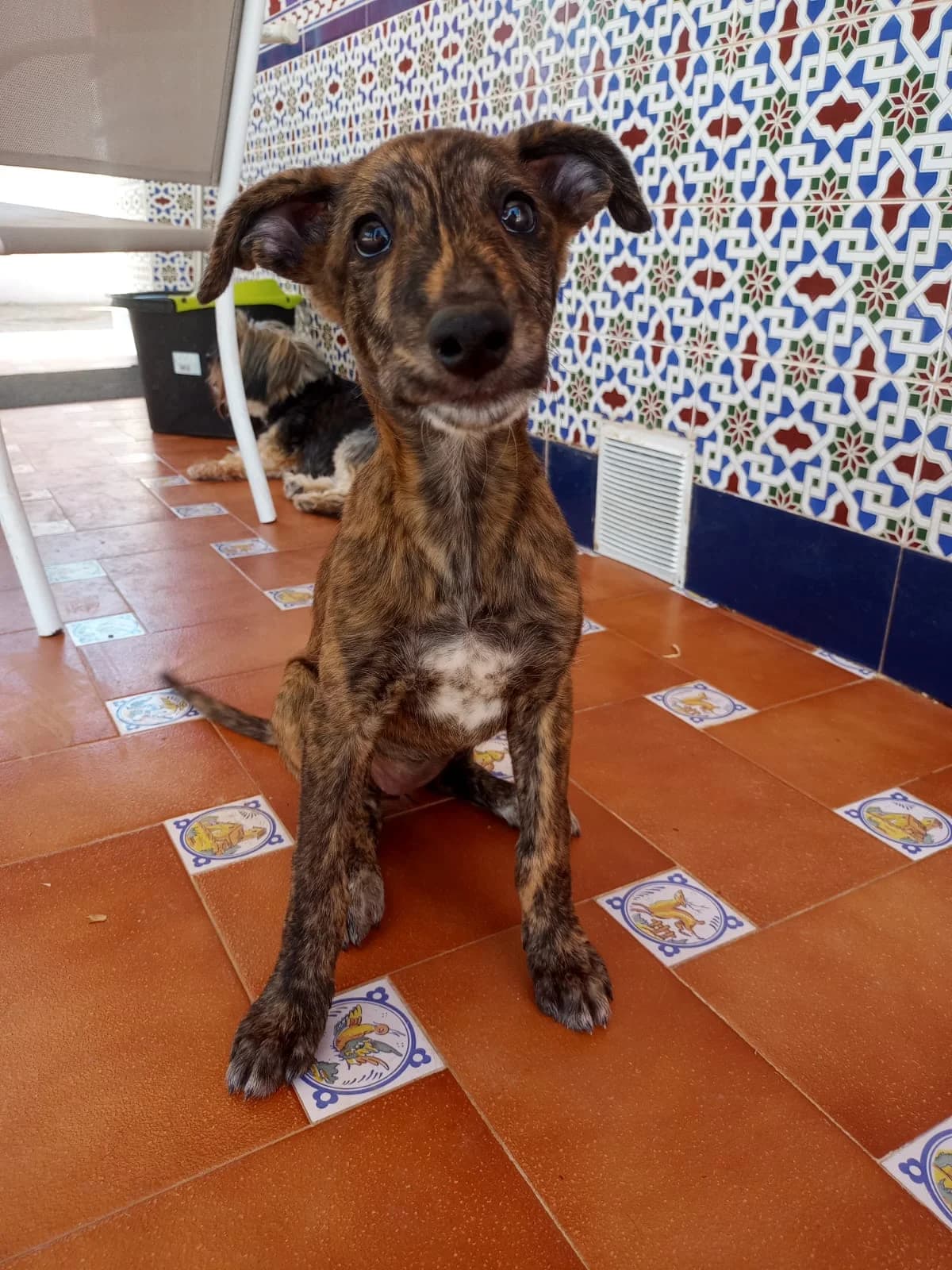 Noa, male Mixed Breed for adoption at Tierschutzverein ARCA e.V., Gernsbach