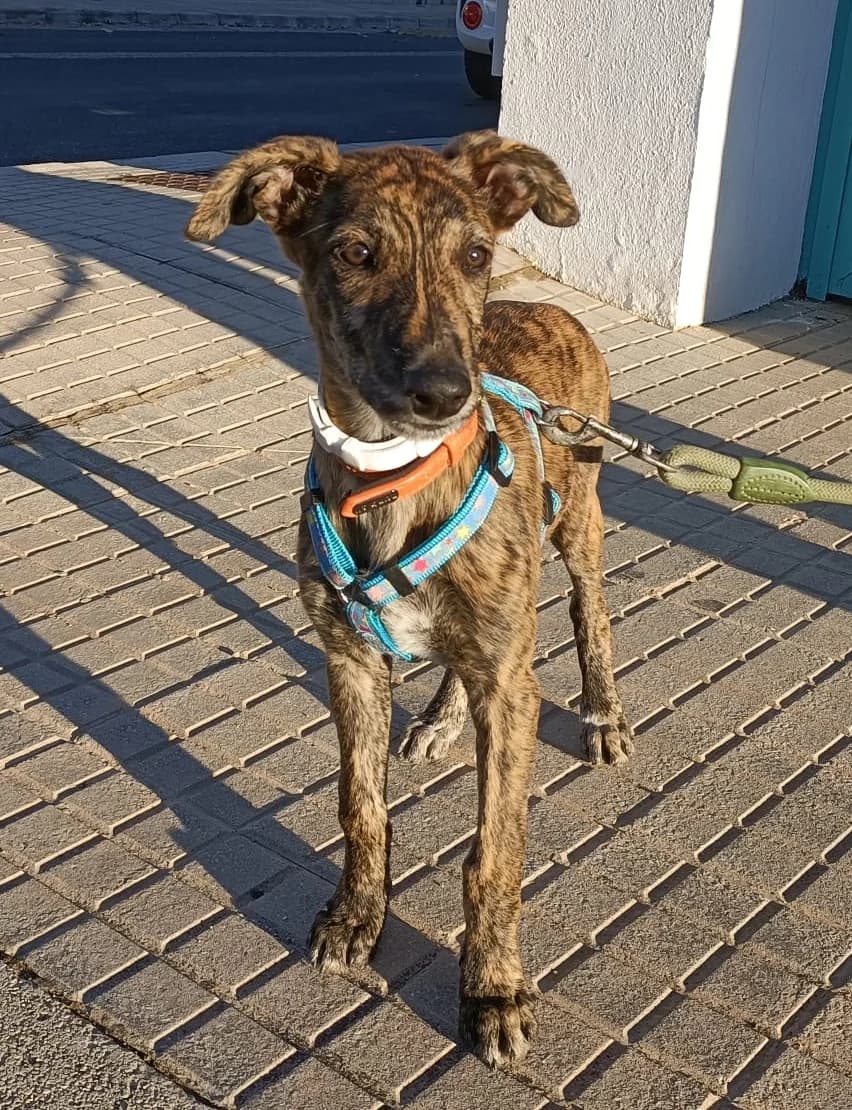 Nina, male Mixed Breed for adoption at Tierschutzverein ARCA e.V., Gernsbach