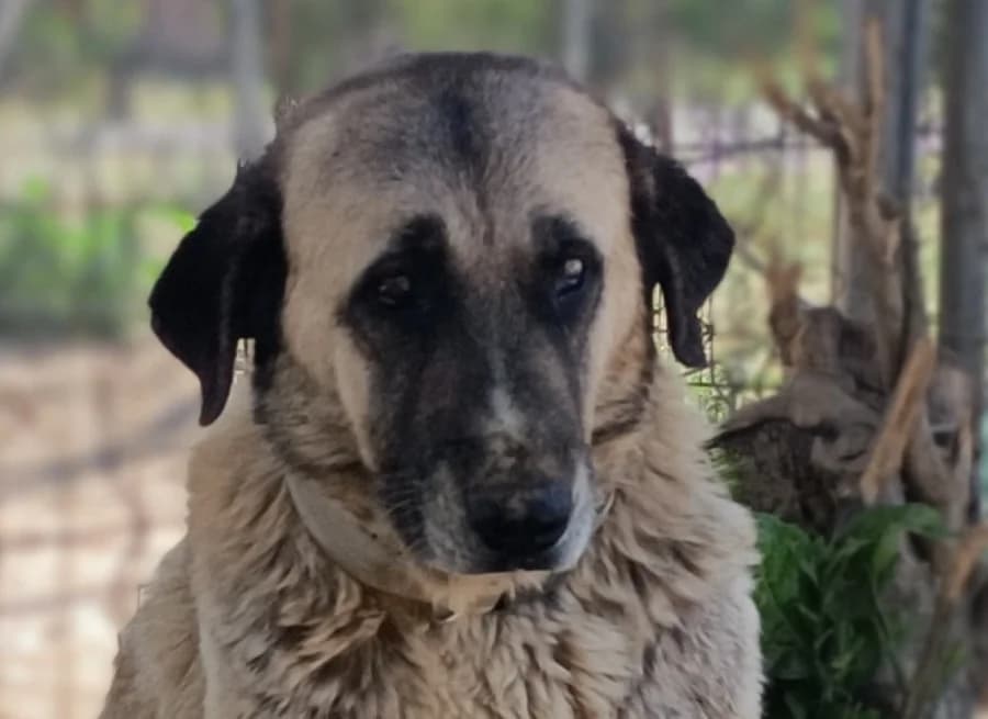 Isla, female puppy Mixed Breed for adoption at Tierschutzverein ARCA e.V., Gernsbach