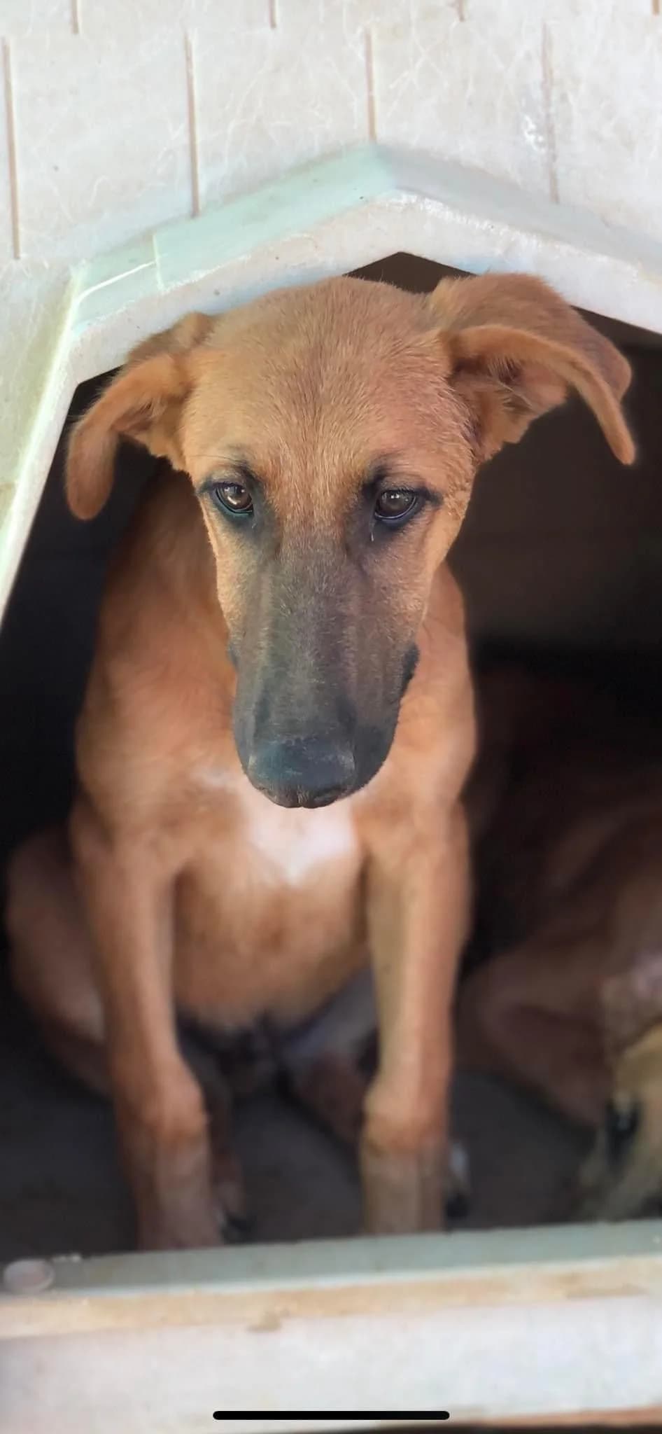 Roy, female puppy Mixed Breed for adoption at Tierschutzverein ARCA e.V., Gernsbach