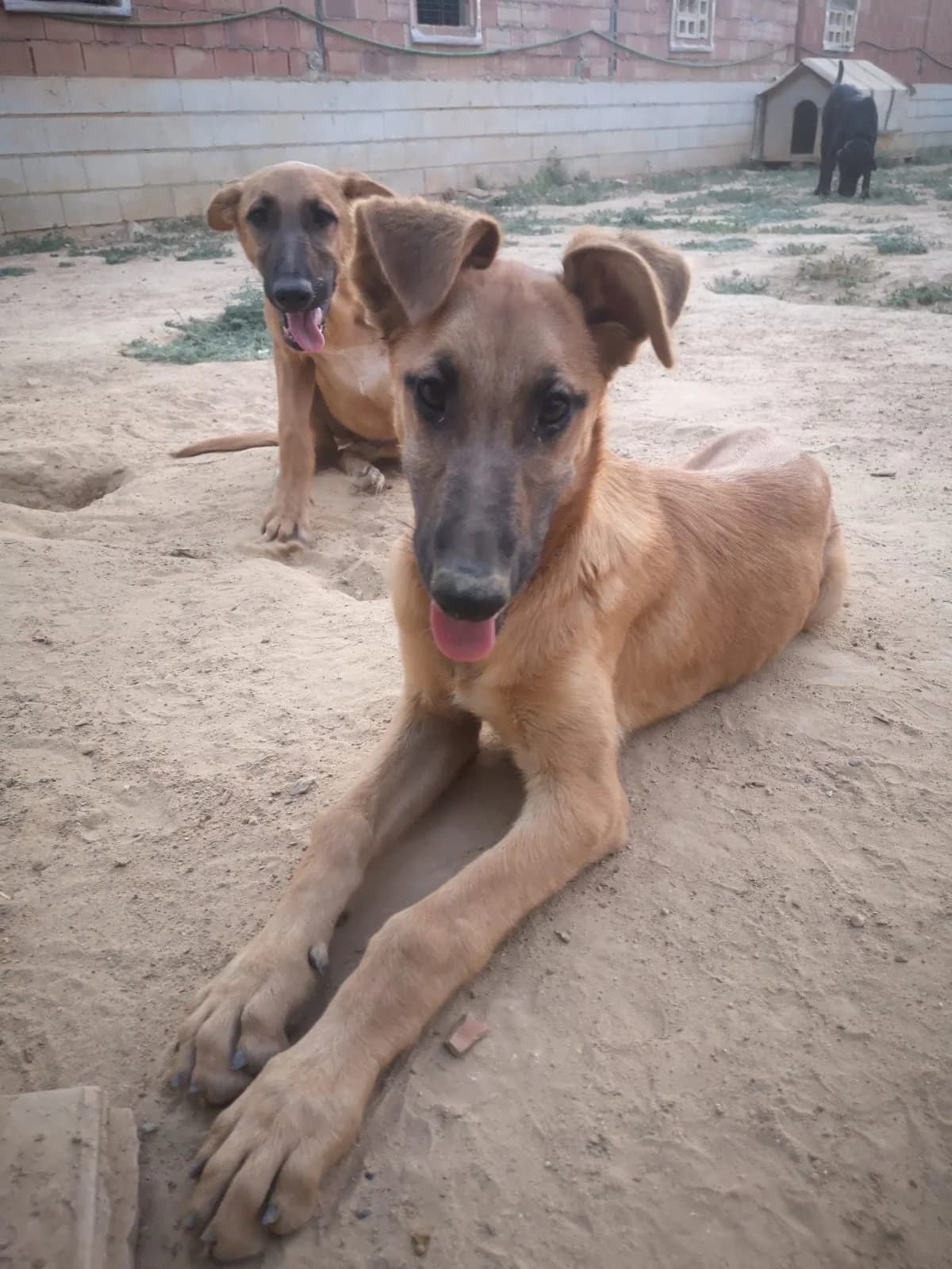 Jana, female puppy Mixed Breed for adoption at Tierschutzverein ARCA e.V., Gernsbach