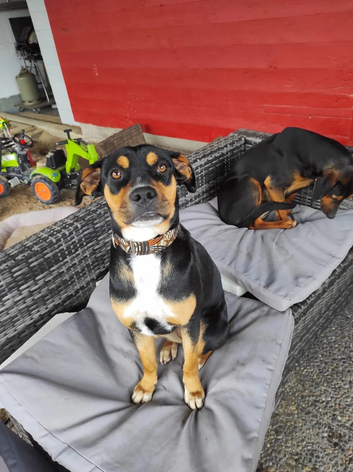 Ohana, female puppy Mixed Breed for adoption at Tierschutzverein ARCA e.V., Gernsbach