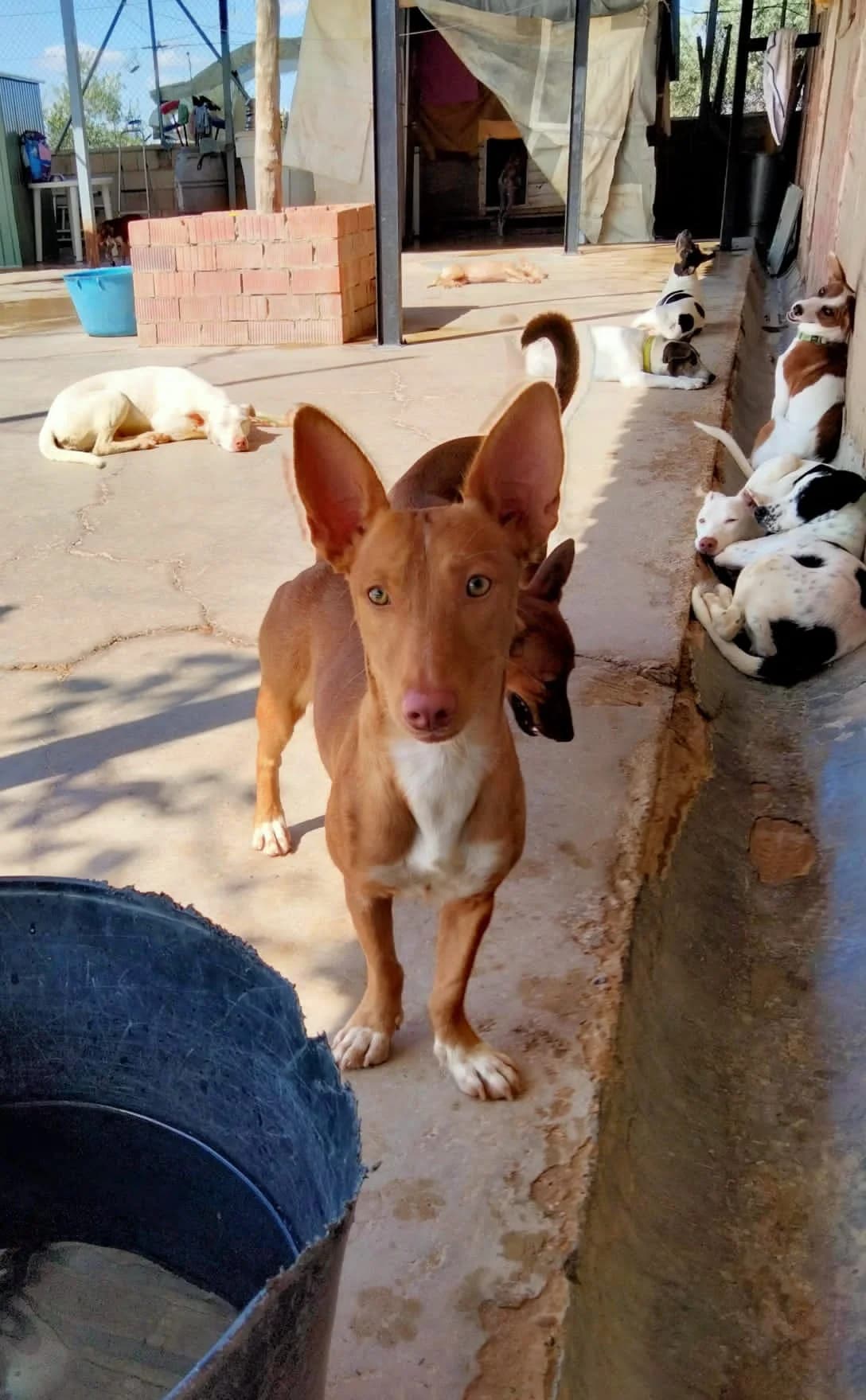 Angel, Mixed Breed for adoption at Tierschutzverein ARCA e.V., Gernsbach