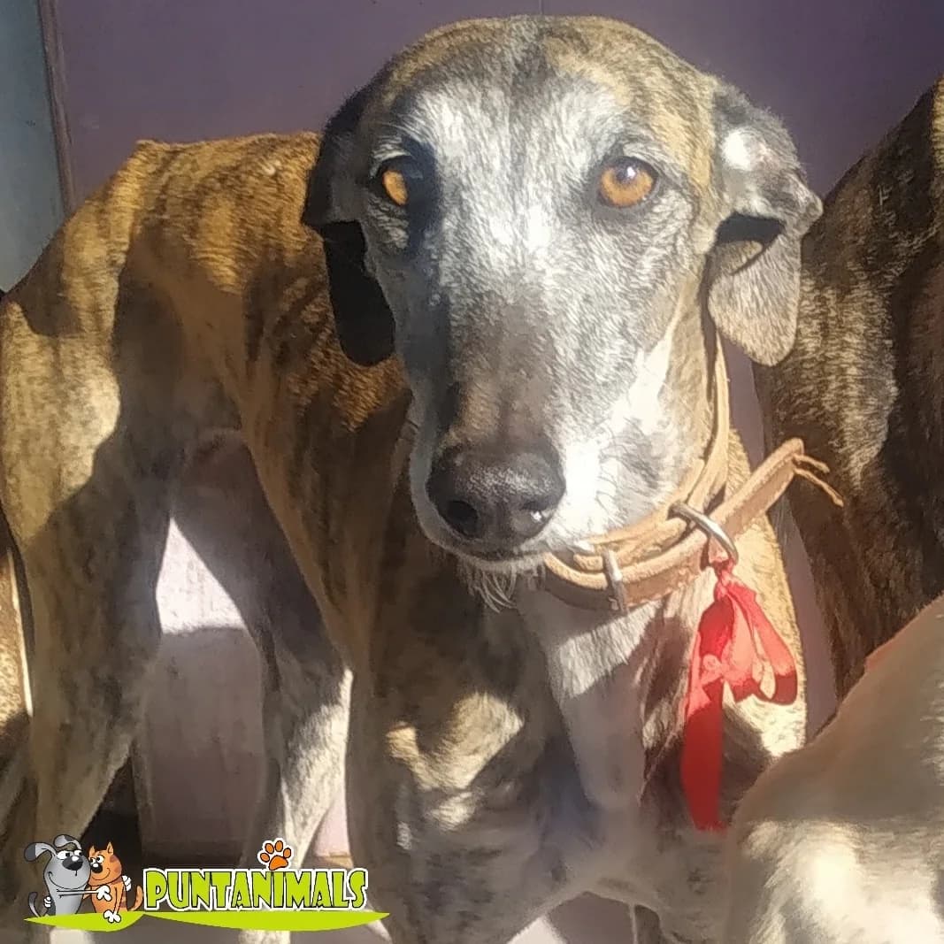 Papaya, female 4yo Mixed Breed for adoption at Tierschutzverein ARCA e.V., Gernsbach