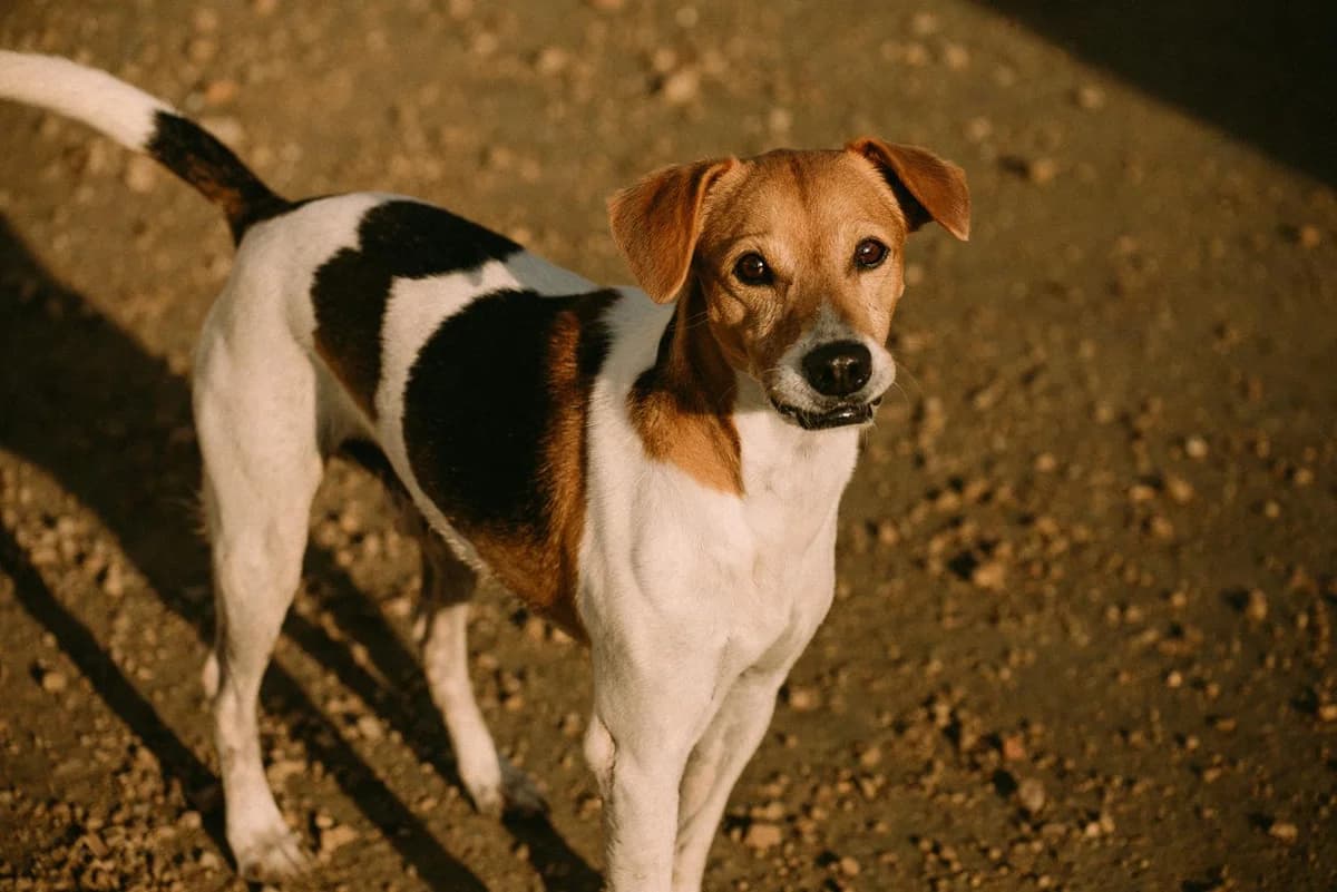 Ricky –, male senior Mixed Breed for adoption at Tierschutzverein ARCA e.V., Gernsbach